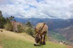 INCA TRAIL TO MACHUPICCHU AND CUSCO - Image 2