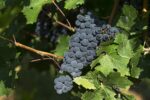 MENDOZA - 8 Days