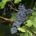 MENDOZA - 8 Days