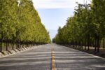 MENDOZA - 8 Days - Image 4