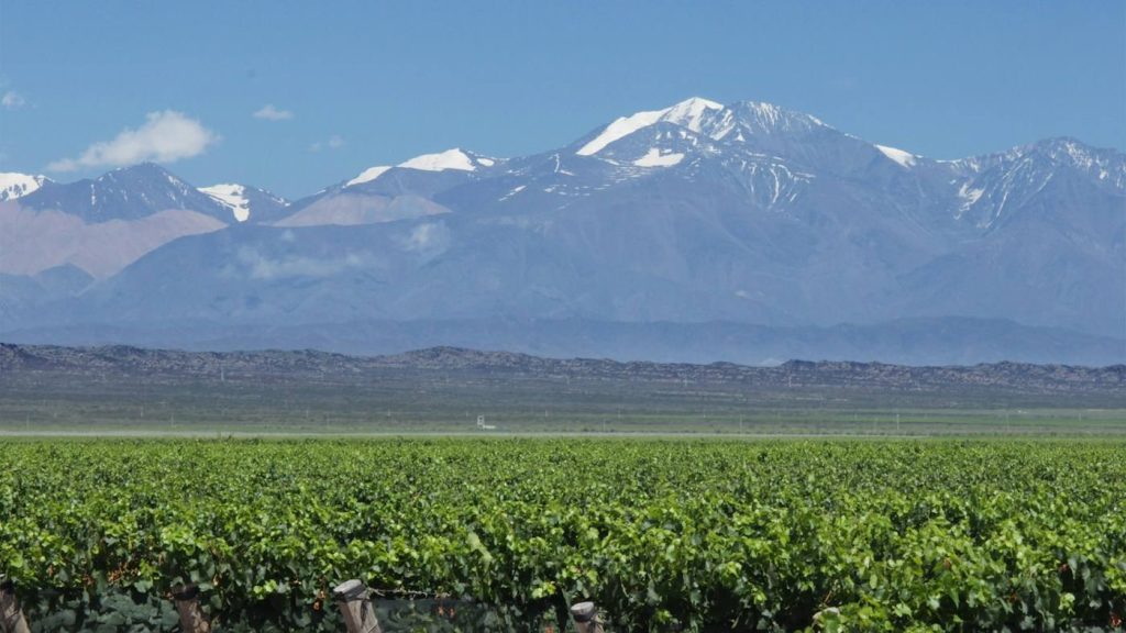 Viñedo de Mendoza con la cordillera de los Andes nevada de fondo