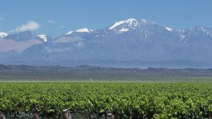 Viñedo de Mendoza con la cordillera de los Andes nevada de fondo